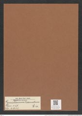 Goniothecium ? crenatum Ehr. (de-Toni-Nr.: Genus 157, Species 4232) Zeichnungen Sammlung Grunow Mappe 04230 (Herbarium_W_Grunow_drawings_Folder_04230)